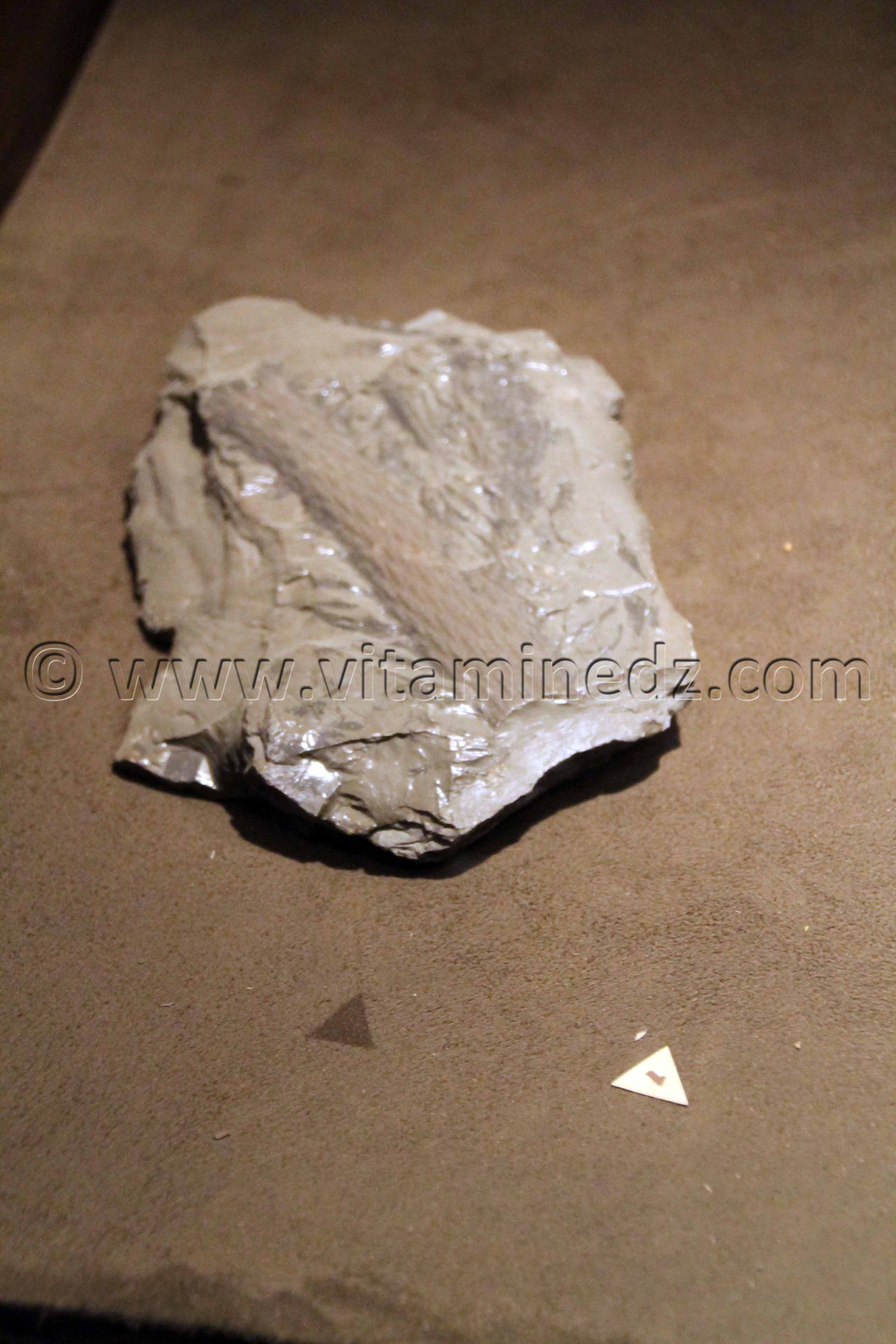 Fossiles d'animaux préhistoriques , Tamanrasset, Musée de l'Ahaggar (parc culturel de l’Ahaggar)