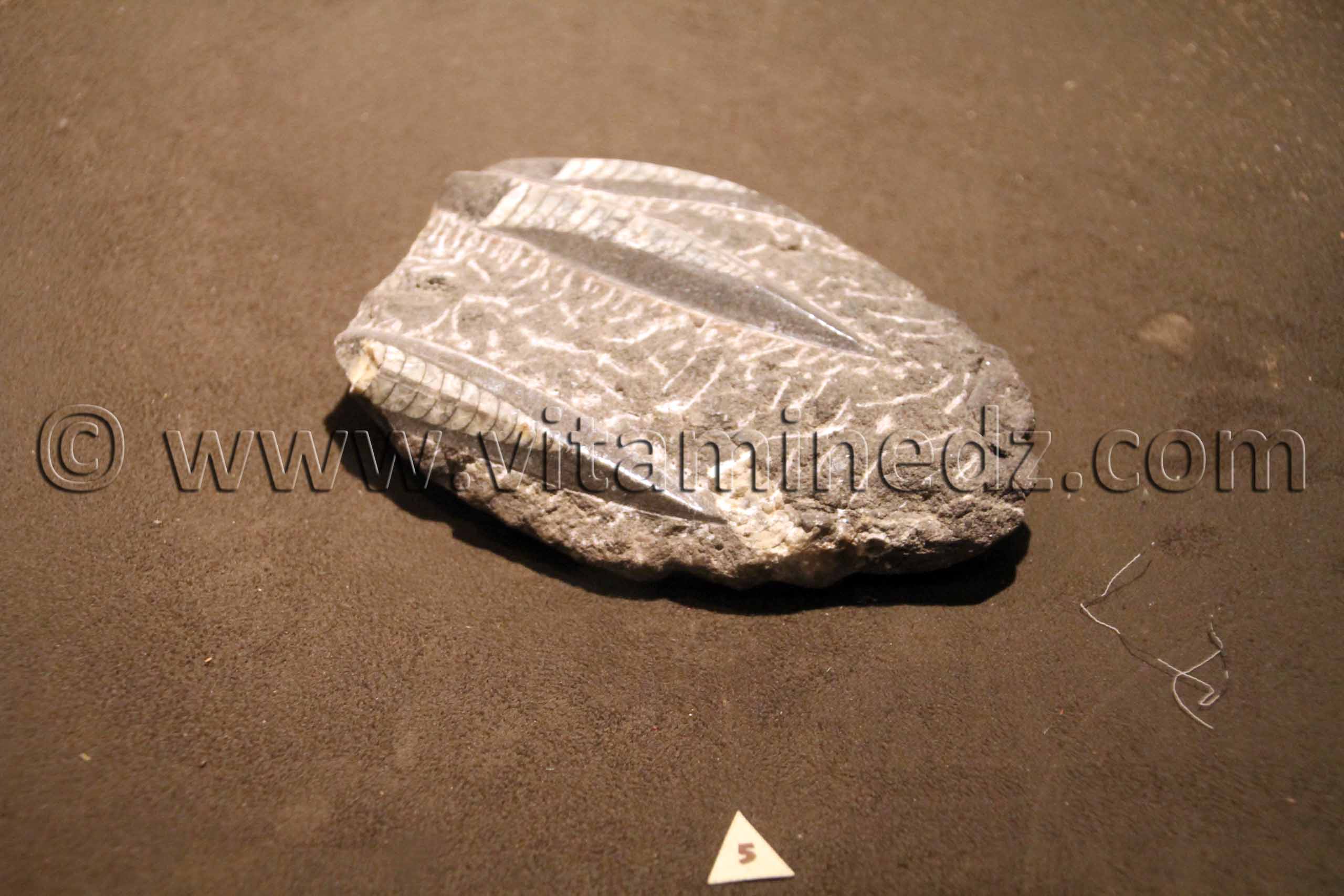 Animaux fossilisés à Tamanrasset, Musée de l'Ahaggar (parc culturel de l’Ahaggar)