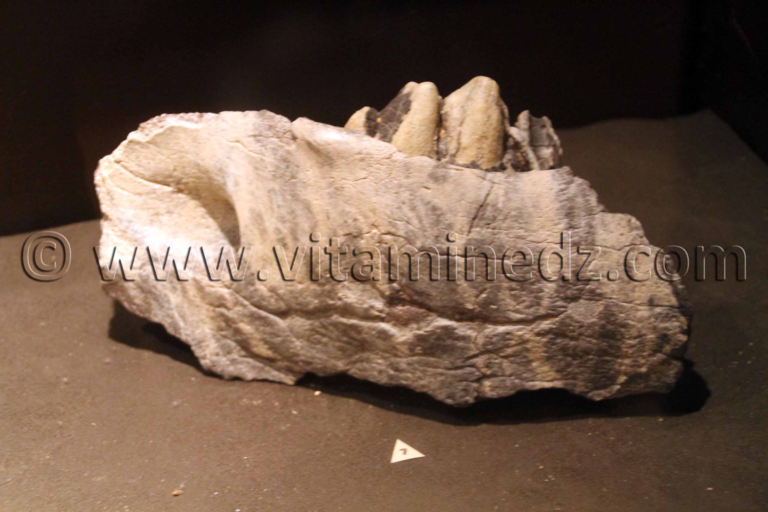 Animaux fossilisés à Tamanrasset, Musée de l'Ahaggar (parc culturel de l’Ahaggar)