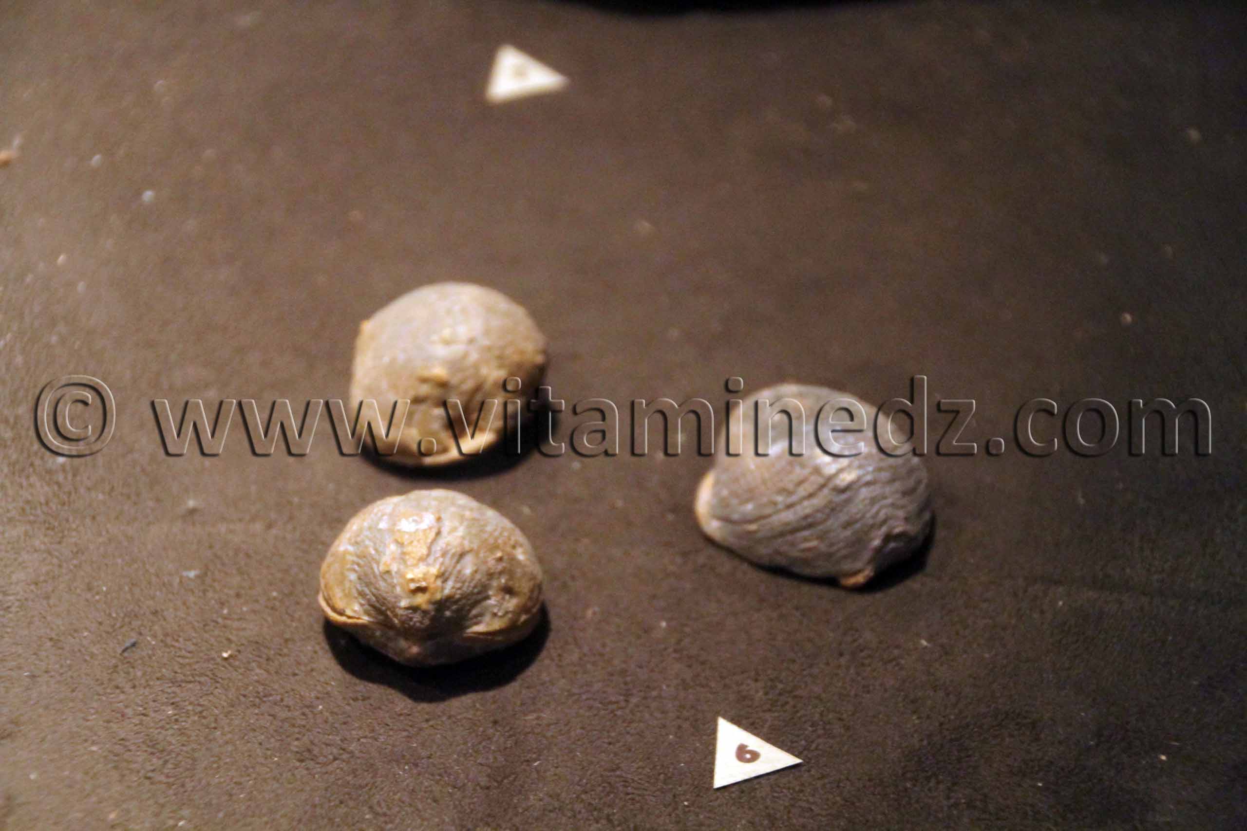 Animaux fossilisés à Tamanrasset, Musée de l'Ahaggar (parc culturel de l’Ahaggar)