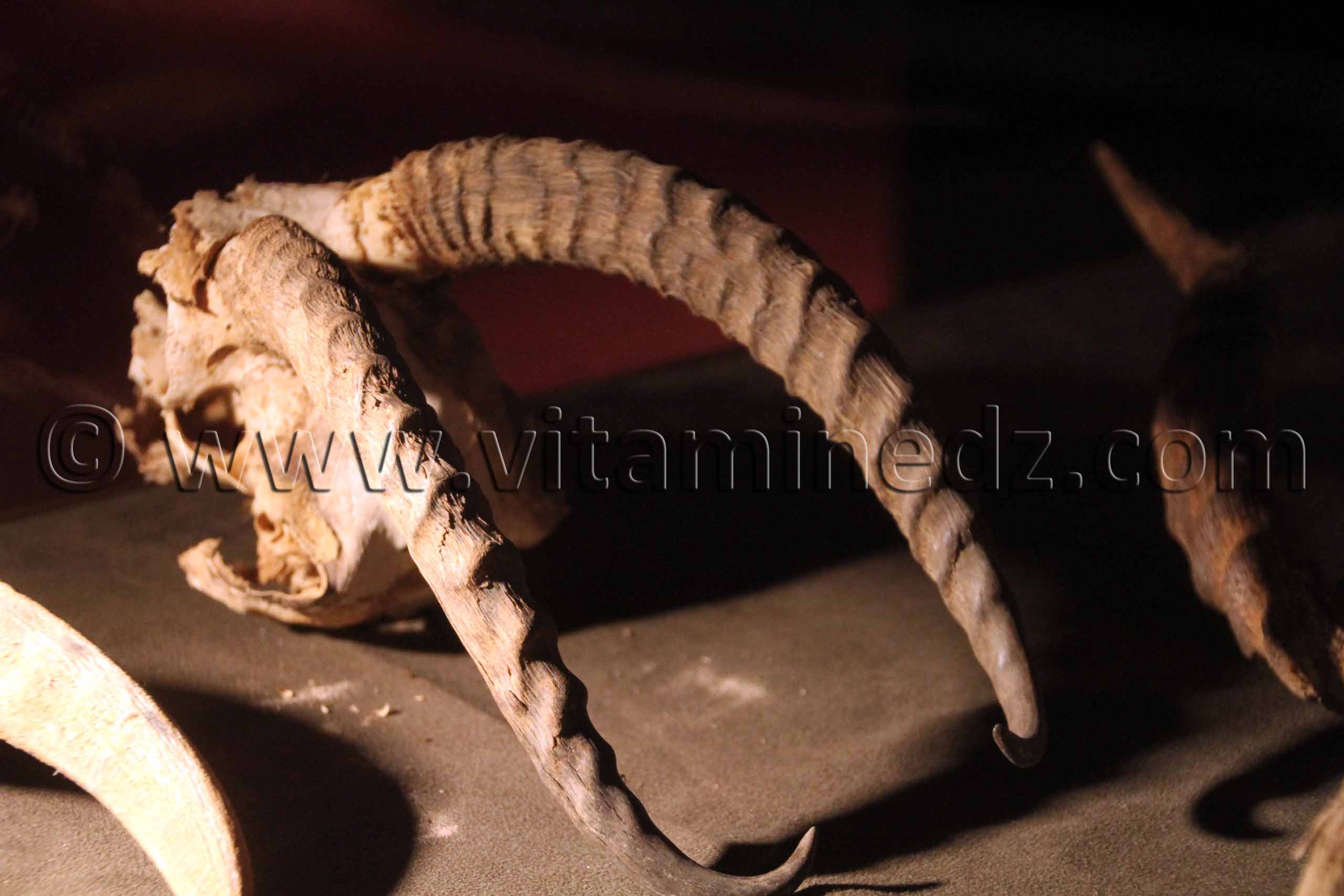 Cornes de Moufflon, Tamanrasset, Musée de l'Ahaggar (parc culturel de l’Ahaggar)