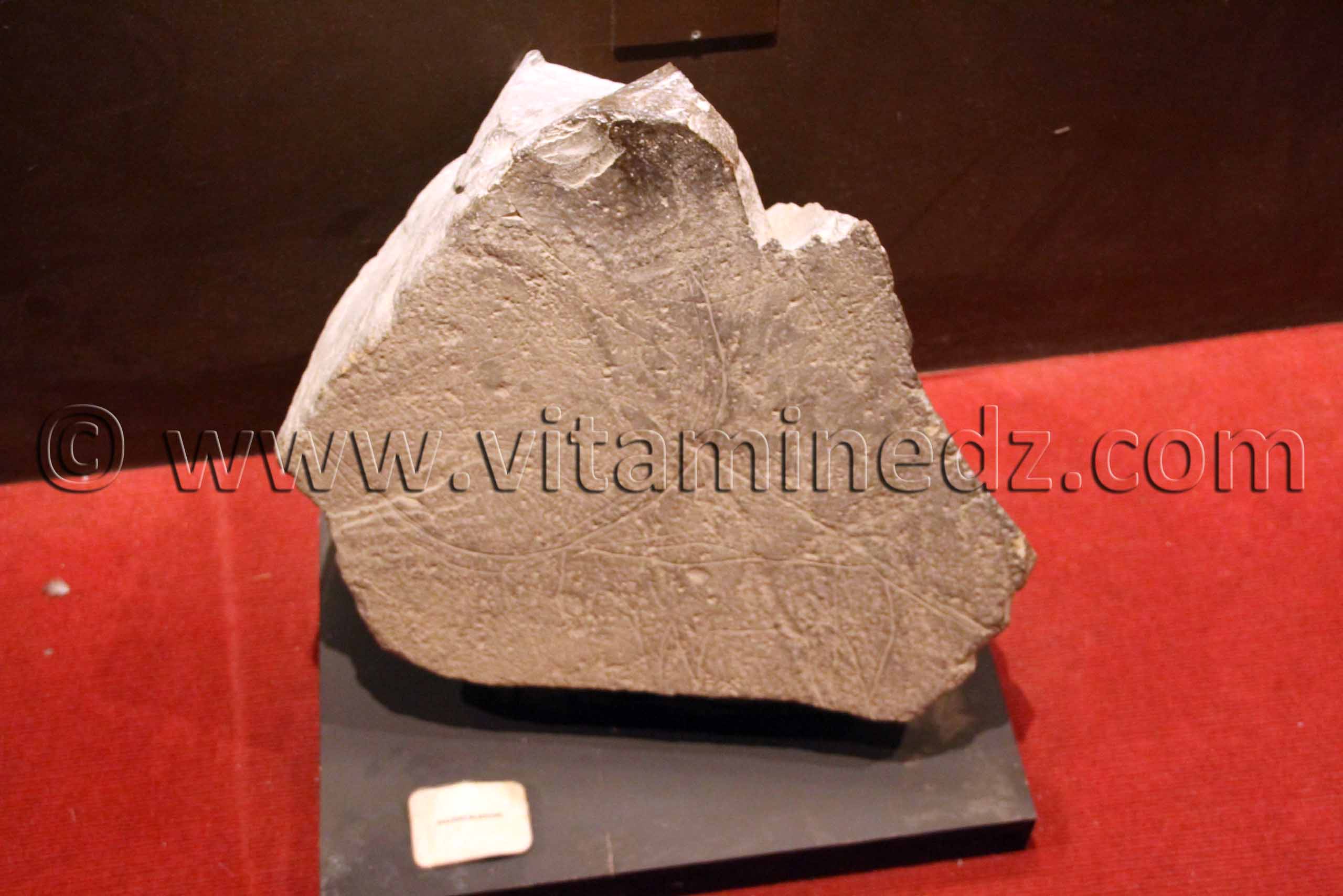 Gravures, Tamanrasset, Musée de l'Ahaggar (parc culturel de l’Ahaggar)