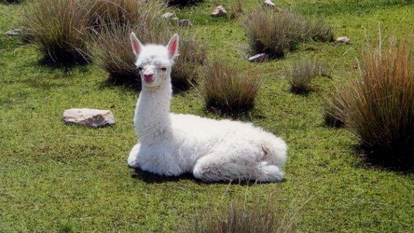Un lama vient au monde au parc animalier de Brabtia (El Tarf)