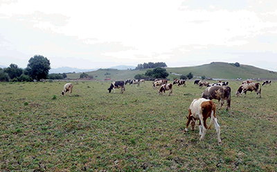 Fête du lait à Imaloussen (Tizi Ouzou):  Les éleveurs réclament l’aide de L’Etat