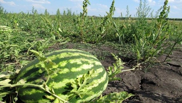 Engouement sur la culture de la pastèque dans la région sud de Ghardaïa