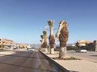 Batna -  Faire pousser le palmier au pays du… cèdre