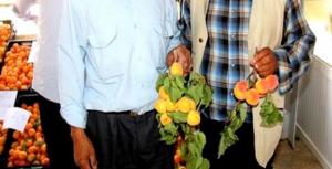 Djelfa - L’abricot en fête dans la ville de Messâad