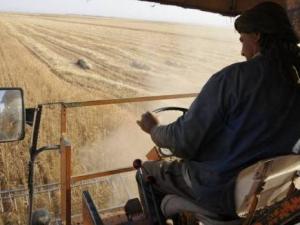 Agriculture à Tipasa: Les céréales appelés à laisser la place aux agrumes