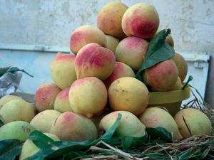 Bouira - Pêche blanche d’Ath Mansour:  Les vergers se meurent