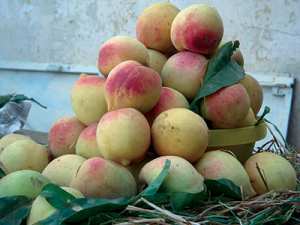 تداعي بساتين الخوخ الأبيض بآث منصور, بويرة