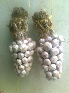 يتخد ثوم الحزوش علامة تجارية