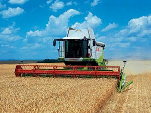 Wilaya de Bouira - La production céréalière en baisse  Sécheresse