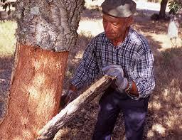 El tarf - 12.000 quintaux de liège seront produits cette année