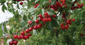 يوم دراسي باقفادو بجاية حول تطعيم الكرز الالمانية