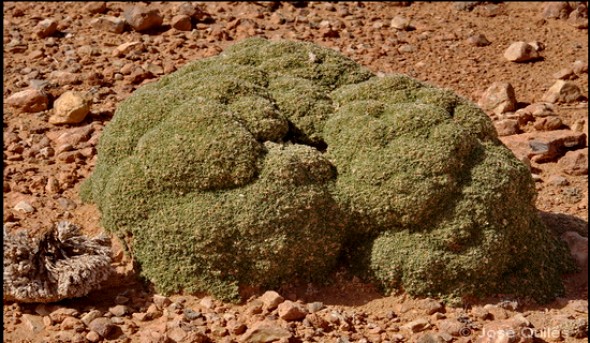 Flore saharienne: des efforts pour sauver le chou-fleur de Bou Hammama (Bechar)