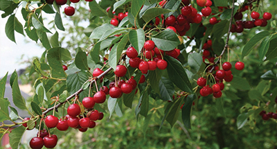 Journée d’étude à Akfadou (Béjaïa):  Des greffons de cerisiers allemands disponibles