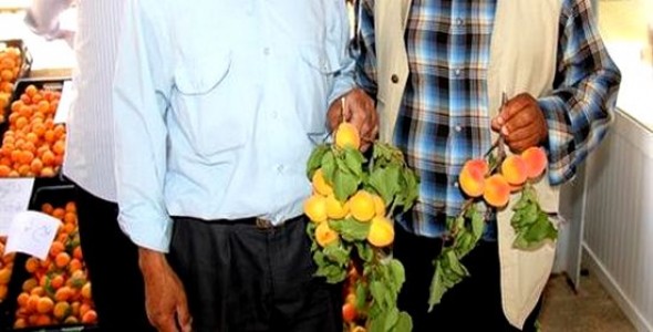 Djelfa - L’abricot en fête dans la ville de Messâad