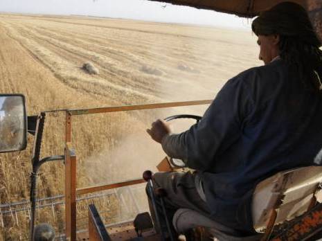 Agriculture à Tipasa: Les céréales appelés à laisser la place aux agrumes