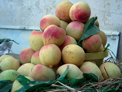 Bouira - Pêche blanche d’Ath Mansour:  Les vergers se meurent