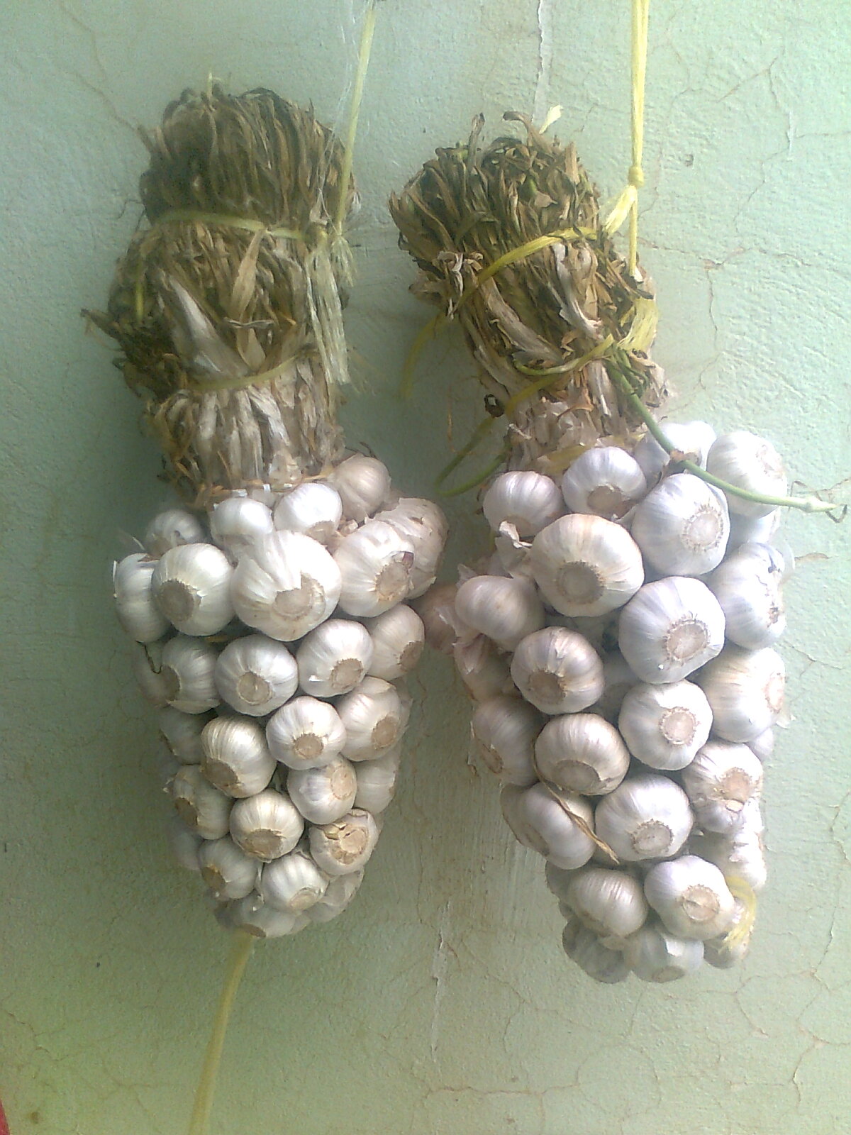 يتخد ثوم الحزوش علامة تجارية