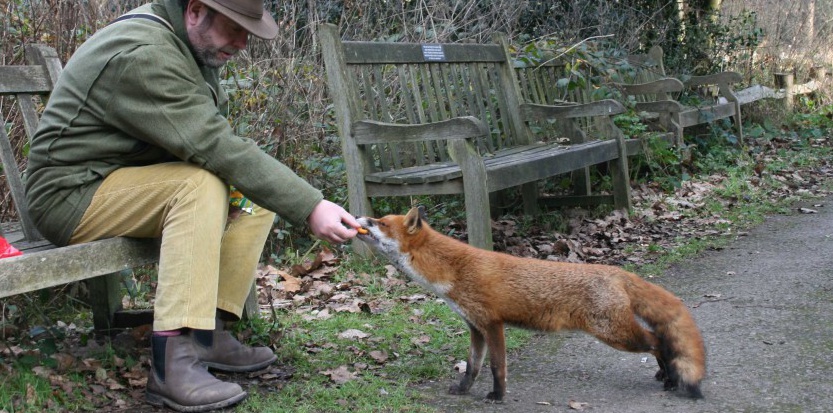 10.000 ثعلبا بلندن