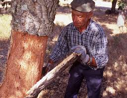 El tarf - 12.000 quintaux de liège seront produits cette année