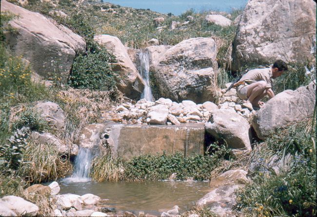 الغابة ومنابع المياه بجبل شليا بلدية بوحمامة