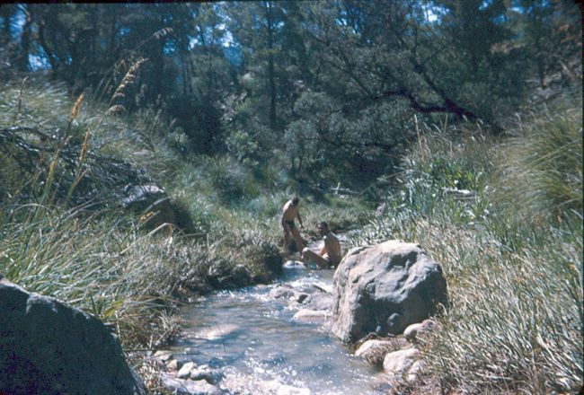 الغابة ومنابع المياه  والواد مناظر جميلة جدا بجبل شليا بلدية بوحمامة