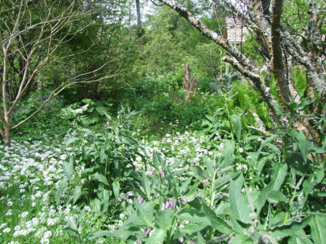 Planète - Angleterre: UNE FORÊT QUI SE MANGE