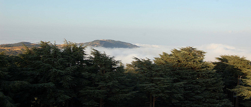 يسهر المراقبون الغابيون على الحماية و الكفاح ضد الحرائق في الغابات بولاية البليدة