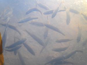 أسماك الشبوط في واحة تيوت