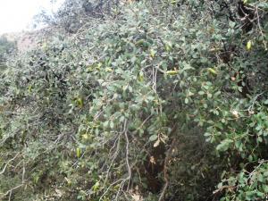 نبات البلوط