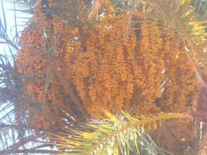 النخيل المثمر