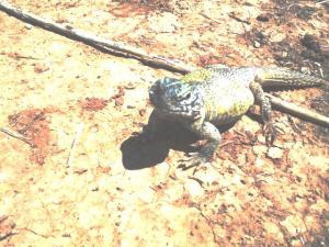 الضب بلدية تيوت