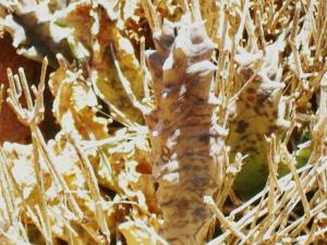 نبات نادر واحة تيوت