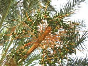 النخلة شجرة مباركة