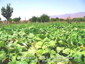 مزروعات واحة تيوت