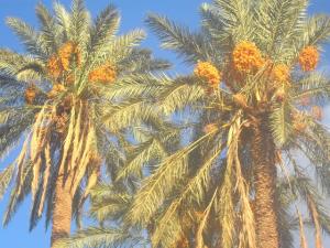 واحة تيوت النخيل