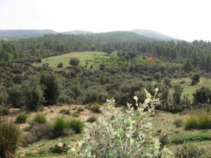 paysage de chélia ---yabous