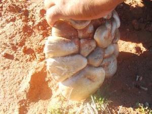 البحث عن الفطريات للاستهلاك