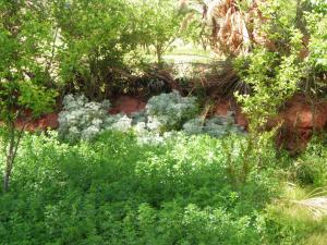 بساتين تيوت