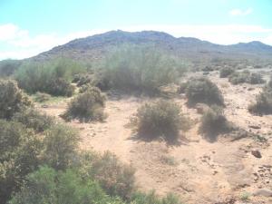 végétations de djebel jaraa