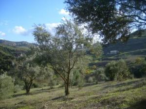 Paysage d'automne de Lemroudj (10 novembre 2010)