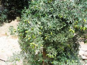 أشجار نبات البلوط جبل عيسى تيوت