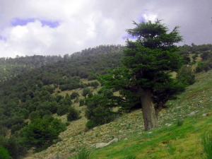 منظر طبيعي جميل من شلية يابوس