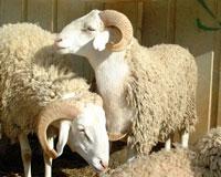 تهاني بمناسبة عيد الأضحى المبارك