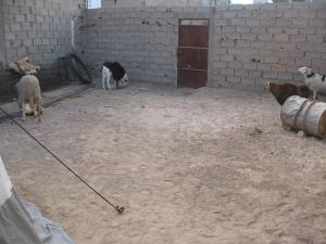 كباش تتفرج على برتقالة