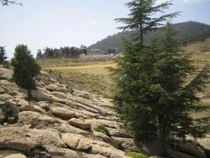 le mont de chélia  aurès
