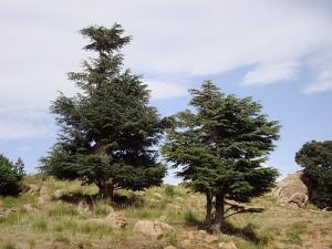 le mont de chélia  yabous -bouhmama