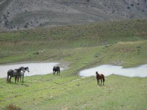 le mont de chélia  aurès--bouhmama